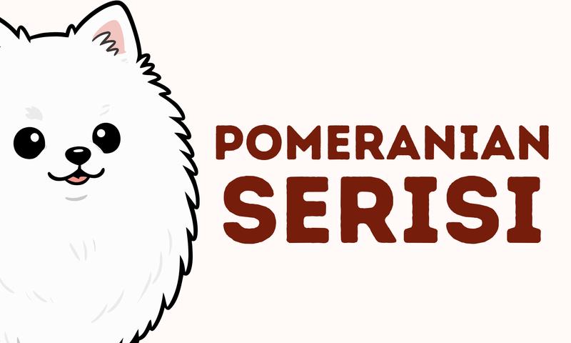 Pomeranian Serisi